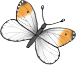 OrangeTipButterfly
