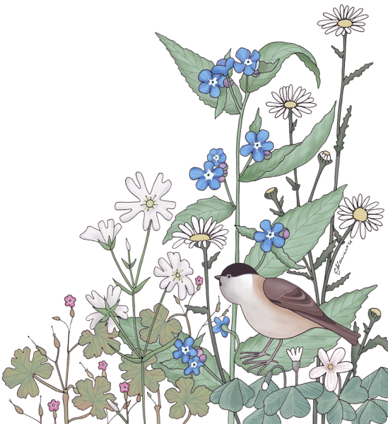 WildflowerWillowsegment
